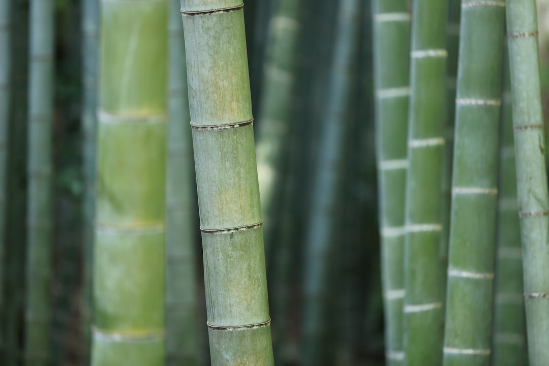 Resep Olahan Rebung yang Lezat dan Mudah Dibuat