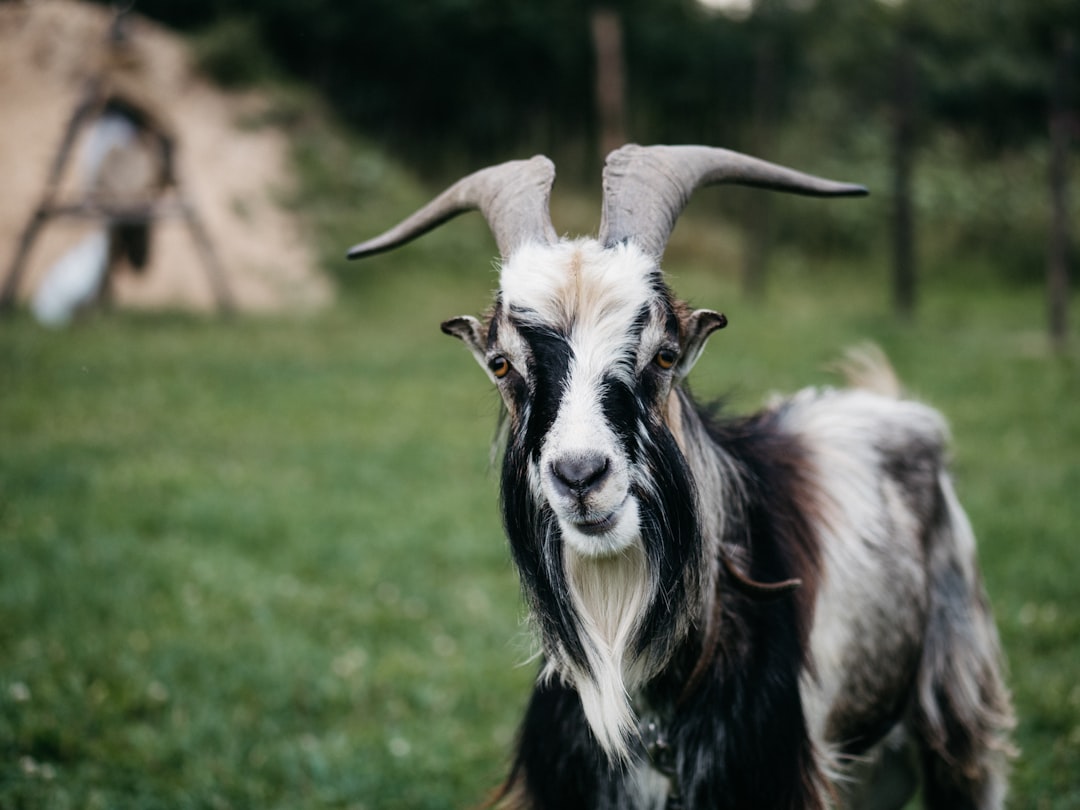 Cara Praktis Membedakan Daging Sapi dan Kambing