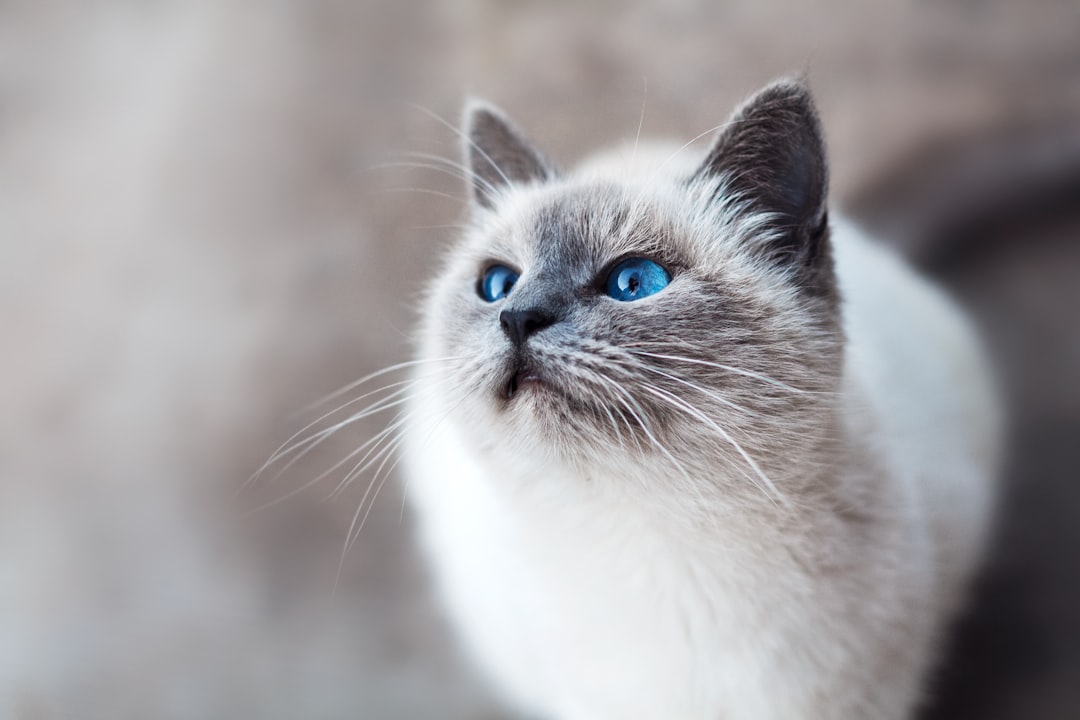 Waspadai Penyakit yang Dapat Menular dari Kucing ke Manusia